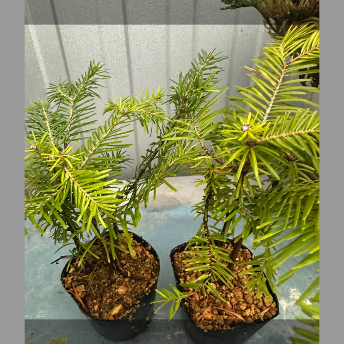 トドマツ、4鉢、草丈15cm前後、9cm鉢 | ワタナベ園芸