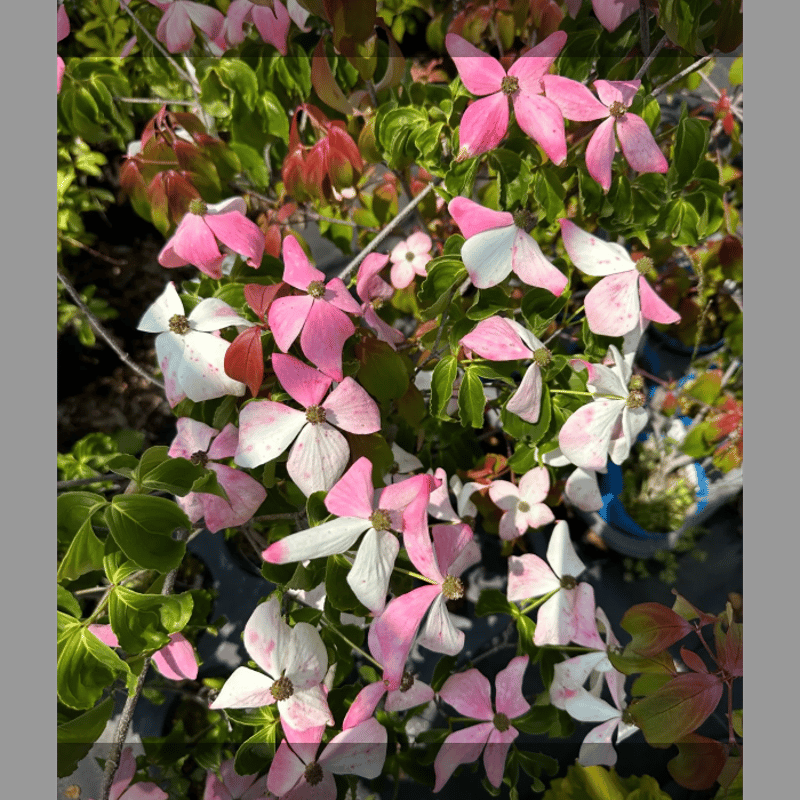 ヤマボウシ 御勅使南公園 | 植物図鑑 | kousa） ヤマボウシ（Cornus 落葉樹