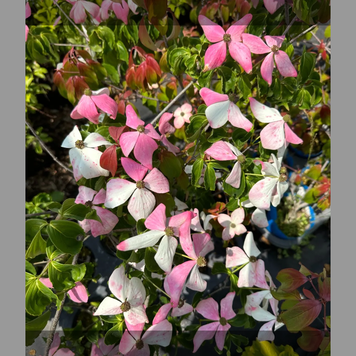 ヤマボウシ・紅富士、1鉢、来年開花見込、草丈60cm前後、13.5cm鉢