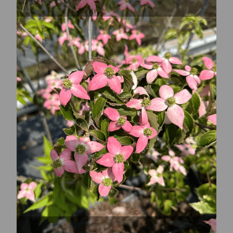 ヤマボウシ ヤマボウシ・紅富士、1鉢、来年開花見込、草丈60cm前後、13.5cm鉢