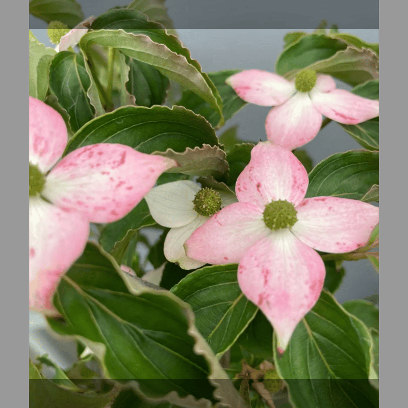 常緑紅花ヤマボウシ、1鉢、来年開花見込、草丈50cm前後、12cm鉢