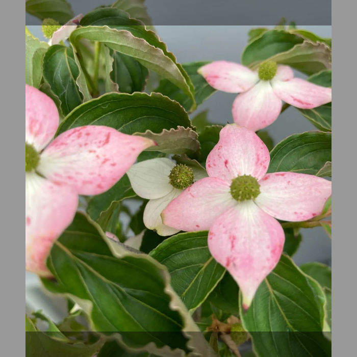 常緑紅花ヤマボウシ、1鉢、来年開花見込、草丈50cm前後、12cm鉢