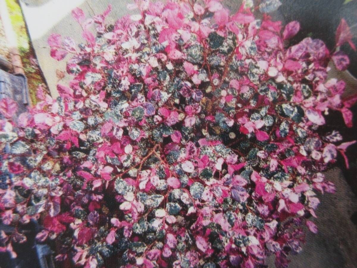 トキワマンサク・七彩、紫葉斑入、草丈２５cm前後、1０，５cm鉢作り ...