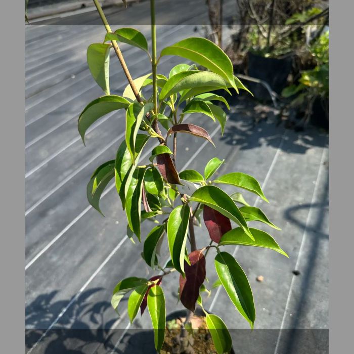 常緑ヤマボウシ・月光、1鉢、草丈50cm前後、13，5cmポット