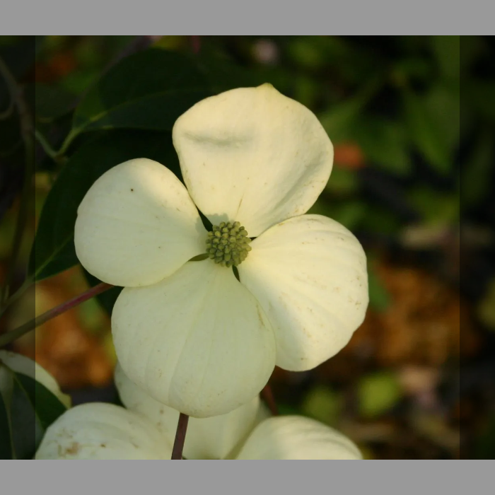 常緑ヤマボウシ・月光、1鉢、草丈50cm前後、13，5cmポット