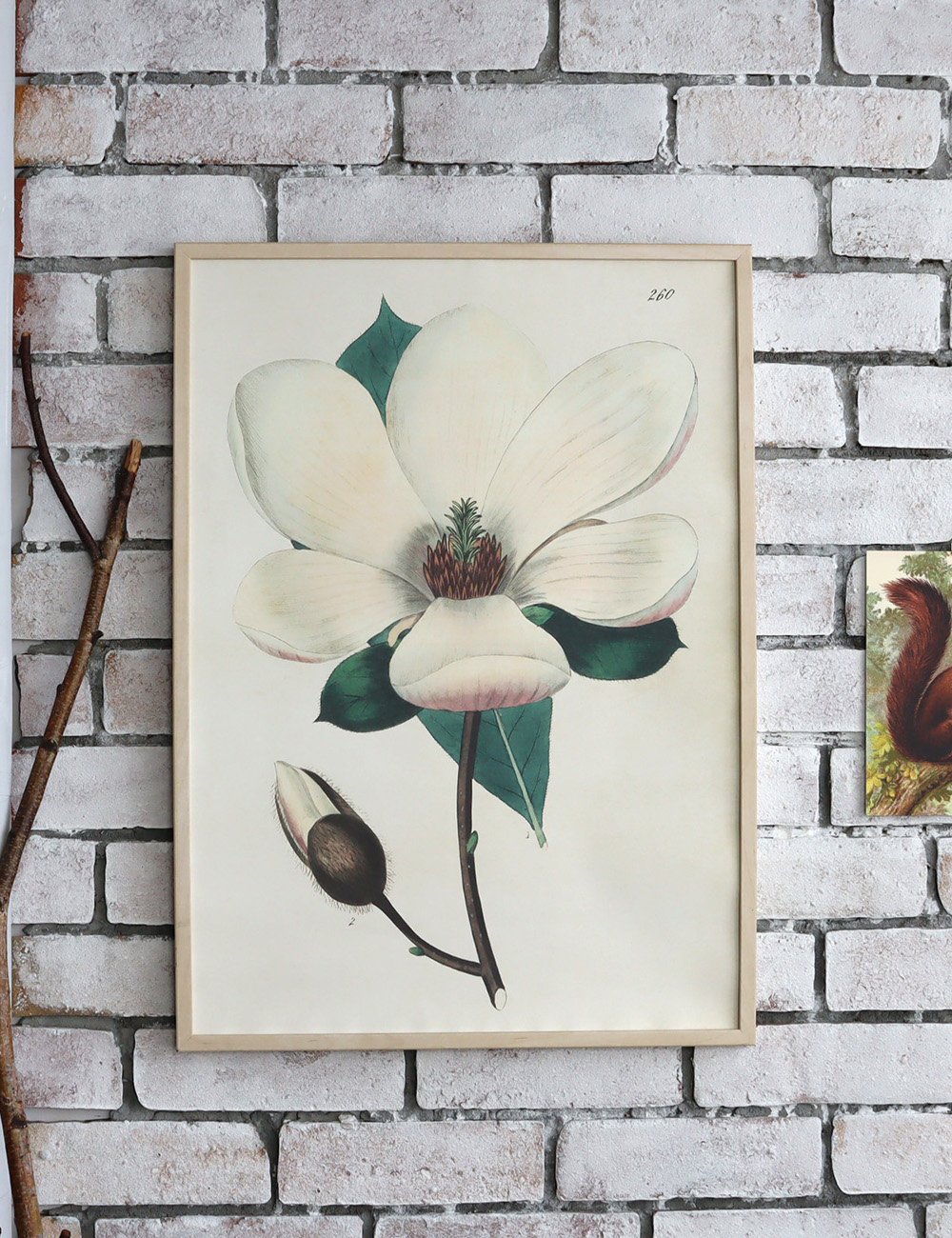 ボタニカルポスターMAGNOLIA 70cm×50cm | piccolina | ピッコリーナ