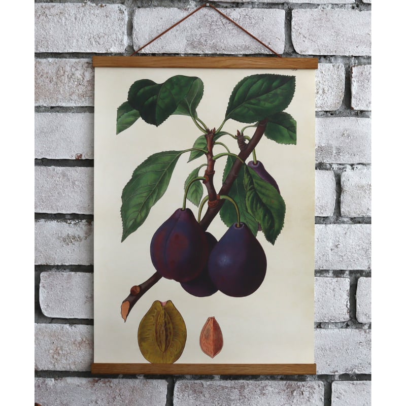 ボタニカルポスターPrunus domestica 50cm×35cm | piccolina