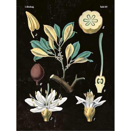 CATEGORY 北欧 ボタニカルアートポスター | piccolina | ピッコリーナ