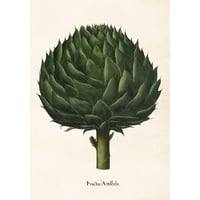 ボタニカルポスターCynara scolymus 50cm×35cm