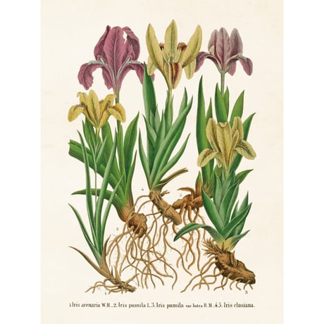 CATEGORY 北欧 ボタニカルアートポスター | piccolina | ピッコリーナ