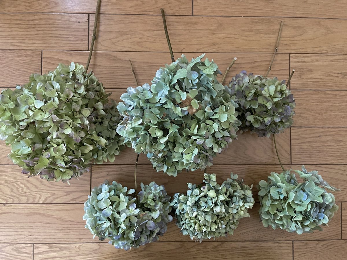 紫陽花　ドライフラワー　専用 ドライ】土と風の植物園/紫陽花 アンティークグリーンレッド