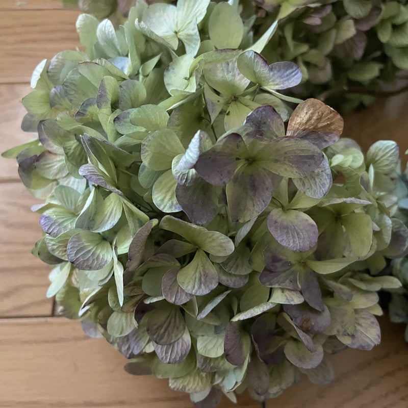 15紫陽花ドライフラワー・良品茎付き・色ミックス6本