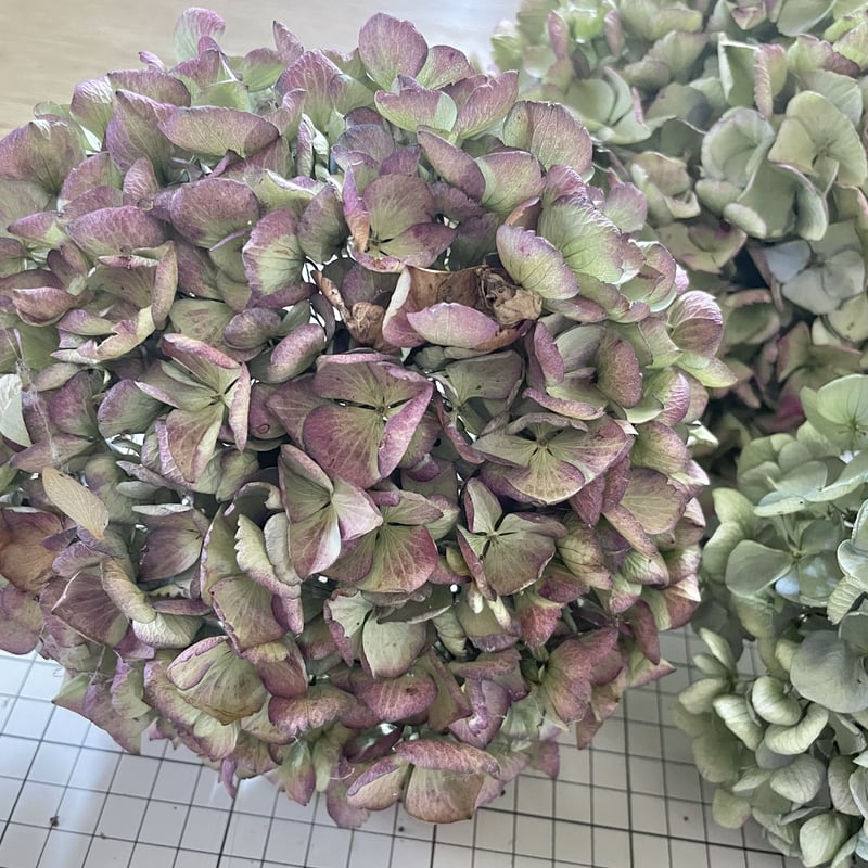 ⑩紫陽花ドライフラワー・茎付き6本・色MIX (西安のみ ⑩紫陽花ドライフラワー・茎付き6本・色MIX (西安のみ