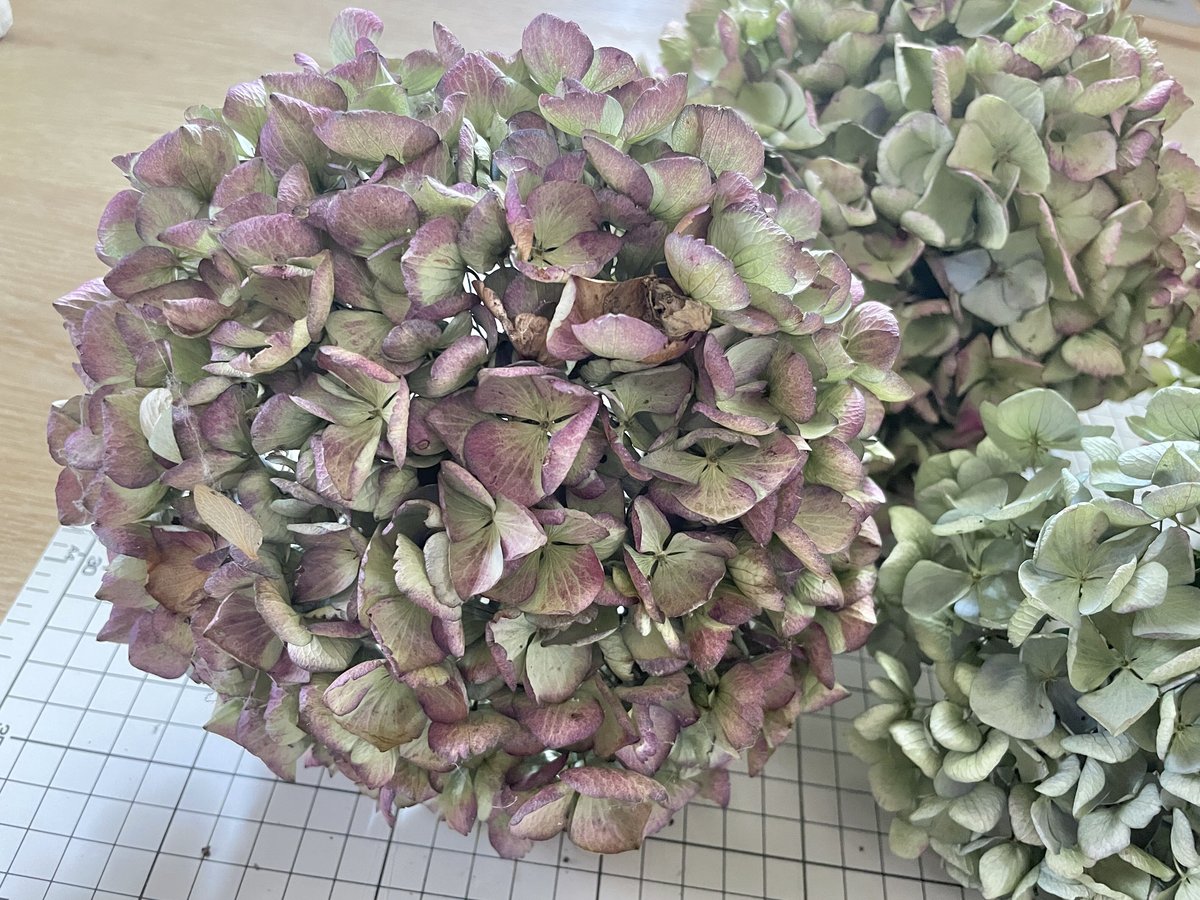 ⑩紫陽花ドライフラワー・茎付き6本・色MIX (西安のみアンティーク