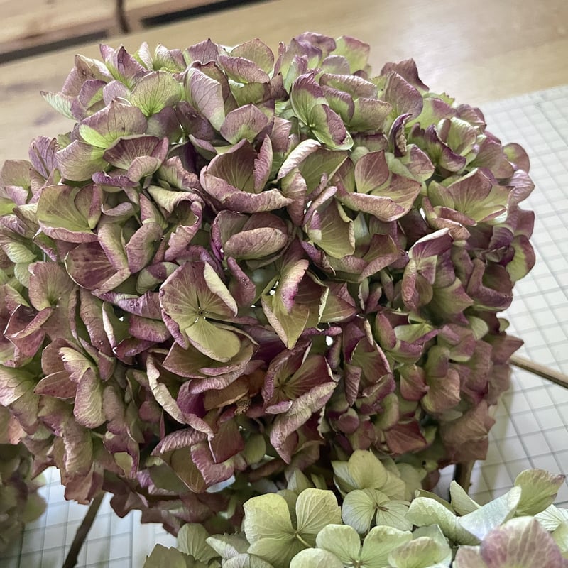 紫陽花　ドライフラワー　専用 楽天市場】ドライフラワー あじさい 10色×約10枚セット