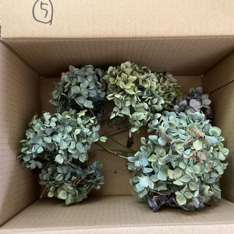 ⑤紫陽花ドライフラワー・茎付き7本・色MIX ・60サイズ | morinowa's STORE ⑤紫陽花ドライフラワー・茎付き7本・色MIX ・60サイズ | morinowa's STORE