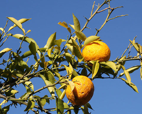 自家製ゆずポン酢【常温または冷蔵便商品】 | まつさきのお台所