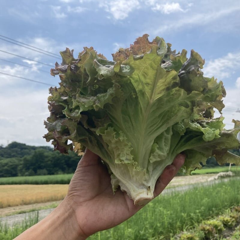 サニーレタスさん専用！！ 歯応えバツグン サニーレタスさん 自家採種 1kg 5〜8株入り 【栽培