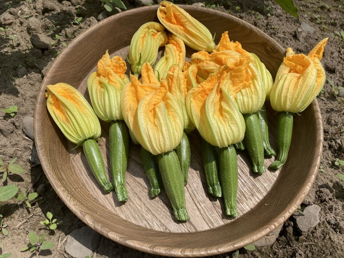 彩り最高な花ズッキーニさん 自家採種【栽培期間中肥料 農薬 たい肥不