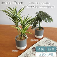人気のセラミックポット2個セット モンステラ ドラセナ インテリアグリーン フェイクグリーン 造花 消臭効果 抗菌効果 植物 枯れない