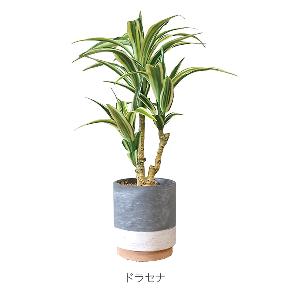 人工観葉植物 約150cm 黒ポット おしゃれ フラワーポット 陶器鉢 植木鉢 ミニポット リベロ黒マットM