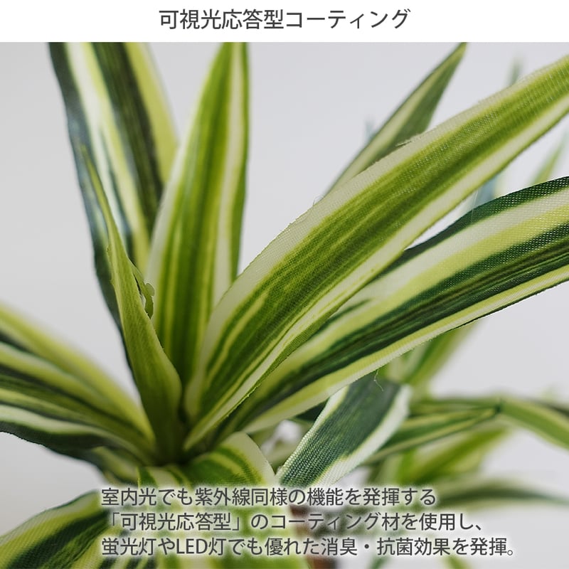 人気のセラミックポット2個セット モンステラ ドラセナ インテリア