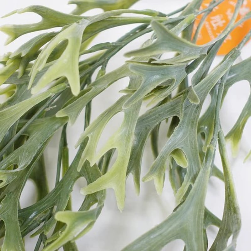 光触媒 消臭効果 抗菌効果 壁掛けフェイクグリーン 植物 造花コウモリ