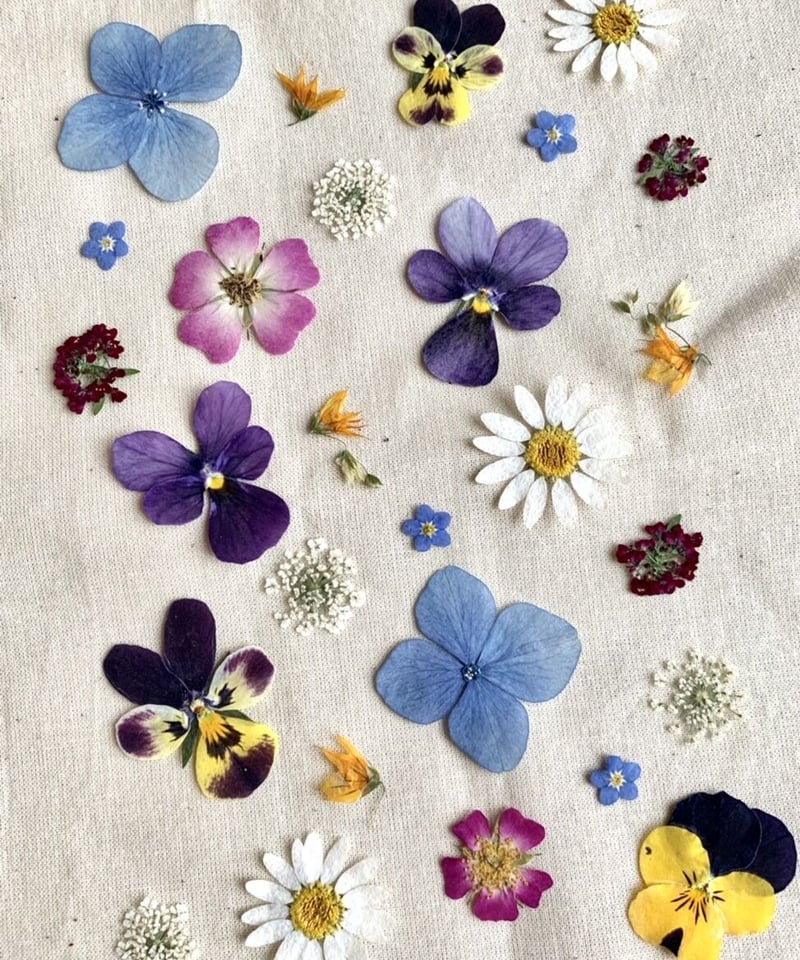 おうちで楽しむ簡単押し花Mキット 花模様用 | 押し花 Shop