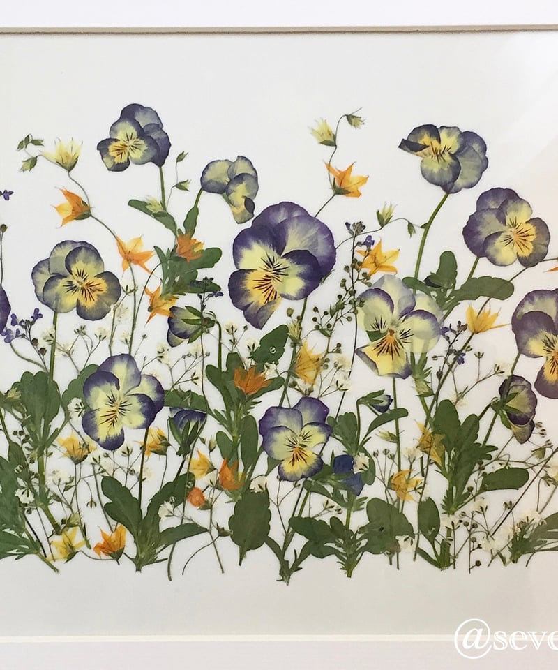 SAIKA ビオラ ボタニカル押し花アレンジM額 | 押し花 Shop