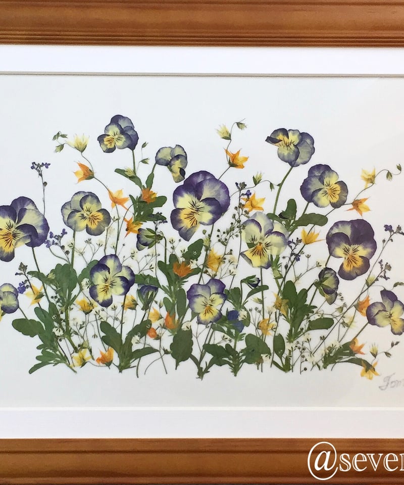 SAIKA ビオラ ボタニカル押し花アレンジM額 | 押し花 Shop
