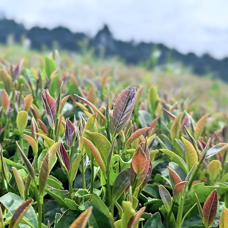 2種類の茶葉をブレンドした優しい甘さ「和紅茶」ティーバッグ1袋10個