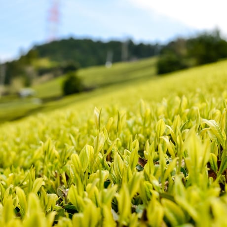 お茶の3種類「煎茶の和・ほうじ茶・和紅茶」のティーバッグセット！