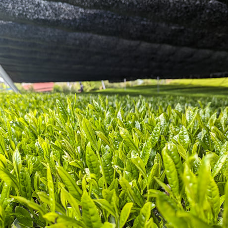 令和8年もの！芽重型の高級品種「さえみどりの被せ煎茶：貢大」10g