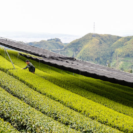 令和8年もの！芽重型の高級品種「さえみどりの被せ煎茶：貢大」10g