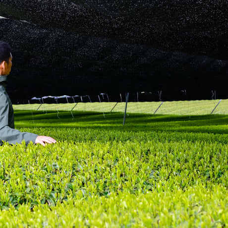 令和8年もの！芽重型の高級品種「さえみどりの被せ煎茶：貢大」10g