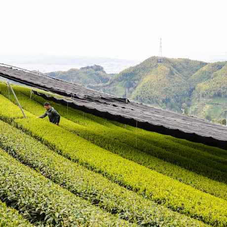 内祝いや敬老の日に！芽重型仕立て煎茶「貢大」10g＆「和」200ｇ＆常滑急須のギフトセット