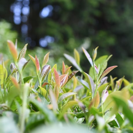 ボトルで水出し！「和紅茶50g」&「ほうじ茶50g」&フィルターインボトルセット
