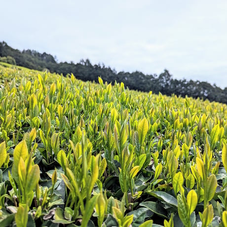 2種類の茶葉をブレンドした優しい甘さの「和紅茶」！ホットでも水出しでもOK（2袋セット）