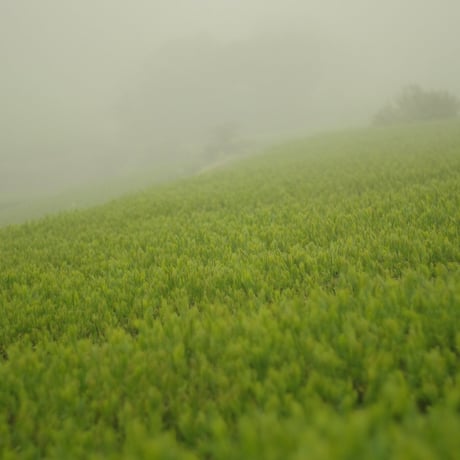 杉山貢大農園の普段飲み茶「和」の定期便！2袋セット