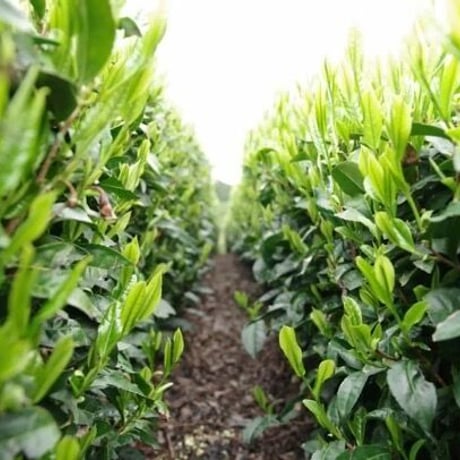 お茶の定期便！杉山貢大農園の高級品種さえみどりの被せ煎茶「貢大」10g