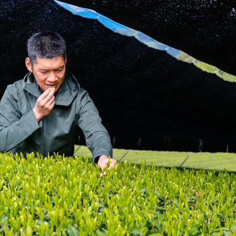 令和8年もの！芽重型の高級品種「さえみどりの被せ煎茶：貢大」30g