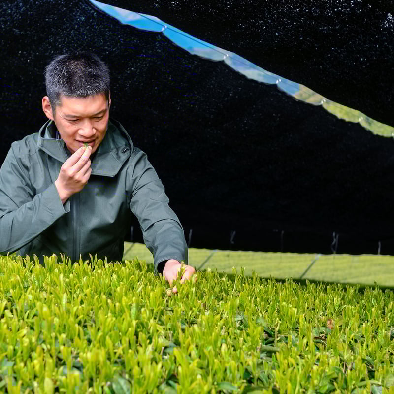 【極美品】 SHAGREEN シャグリーン　トリオ 令和7年もの！芽重型の高級品種「さえみどりの被せ煎茶：貢大」30g