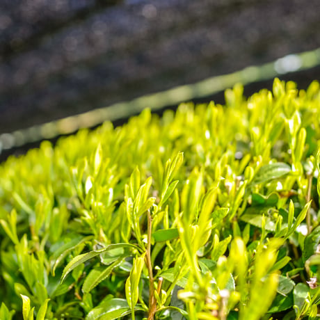 お茶の定期便！杉山貢大農園の高級品種さえみどりの被せ煎茶「貢大」10g