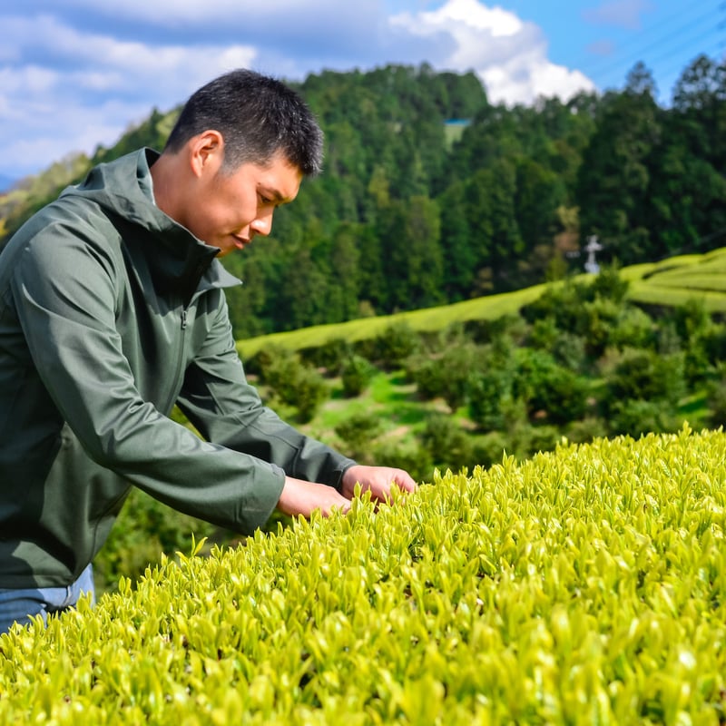 清水生まれの煎茶「静7132」桜葉の香りがするお茶!1袋40グラム 清水生まれの煎茶「静7132」桜葉の香りがするお茶!1袋40グラム