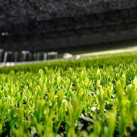 お茶の定期便！杉山貢大農園の高級品種さえみどりの被せ煎茶「貢大」10g
