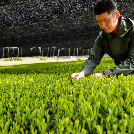 内祝いや敬老の日に！芽重型仕立て煎茶「貢大」10g＆「和」200ｇ＆常滑急須のギフトセット