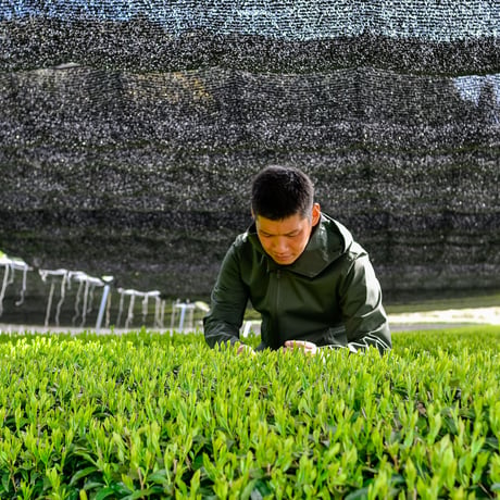 令和8年もの！芽重型の高級品種「さえみどりの被せ煎茶：貢大」10g