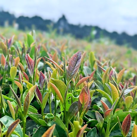 2種類の茶葉をブレンドした優しい甘さの「和紅茶」！ホットでも水出しでもOK（2袋セット）