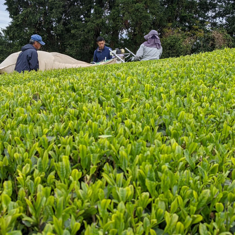 芽重型仕立ての普段飲み茶におすすめな「和」＆常滑急須セット