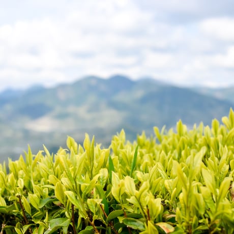 ボトルで水出し！「和紅茶50g」&「ほうじ茶50g」&フィルターインボトルセット